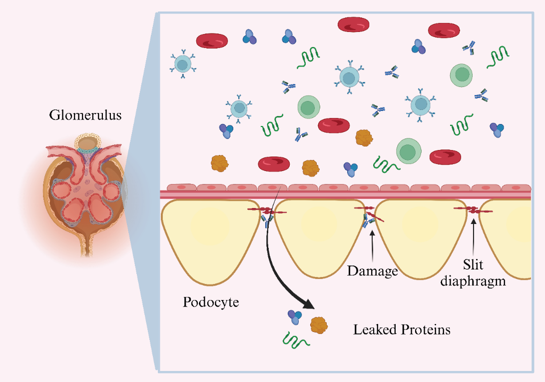 Nephrin研究的机遇和挑战（下）