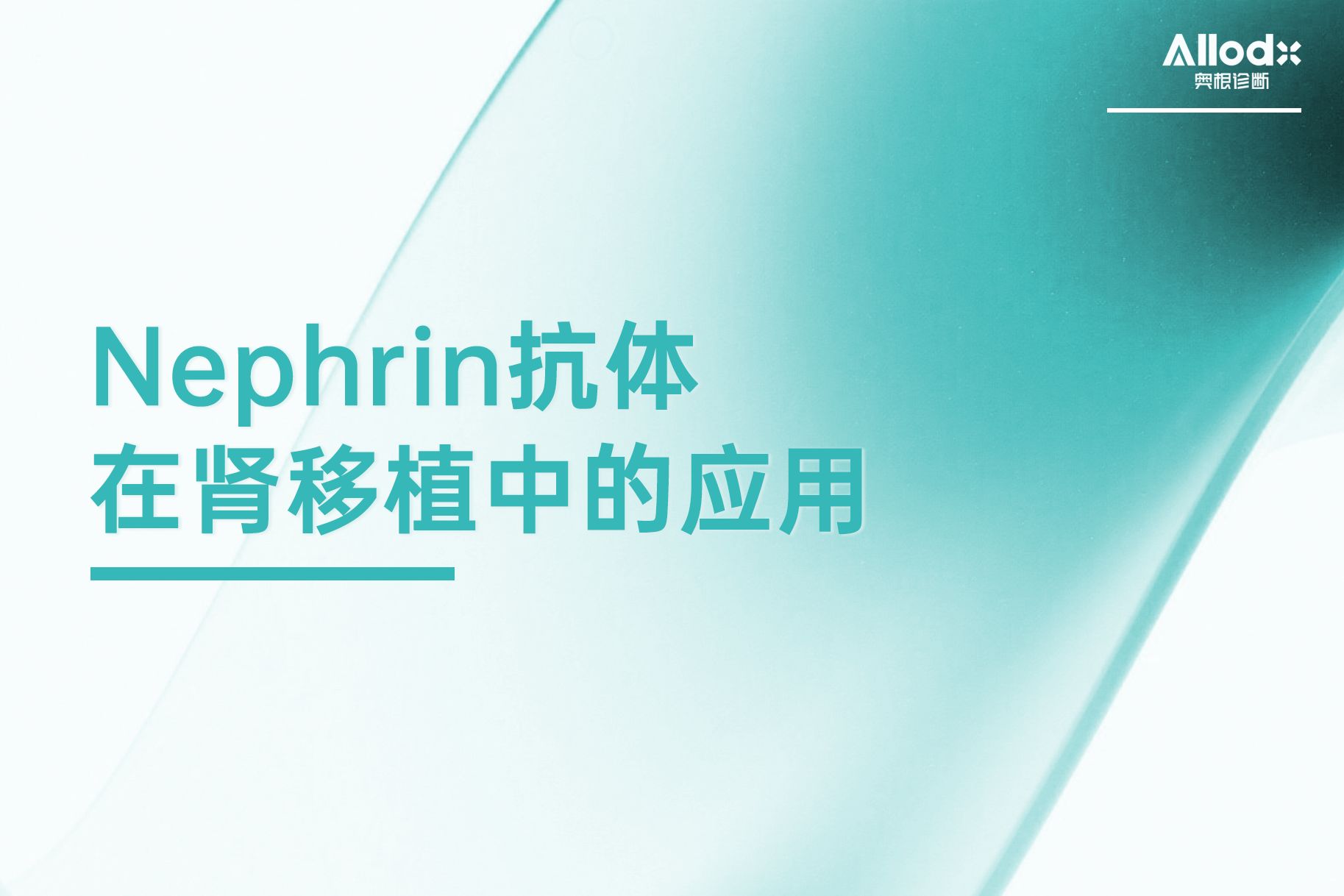 Nephrin抗体在肾移植中的应用