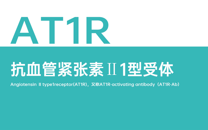 AT1R抗体